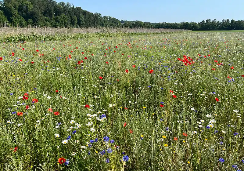 Bunt- und Rotationsbrachen 