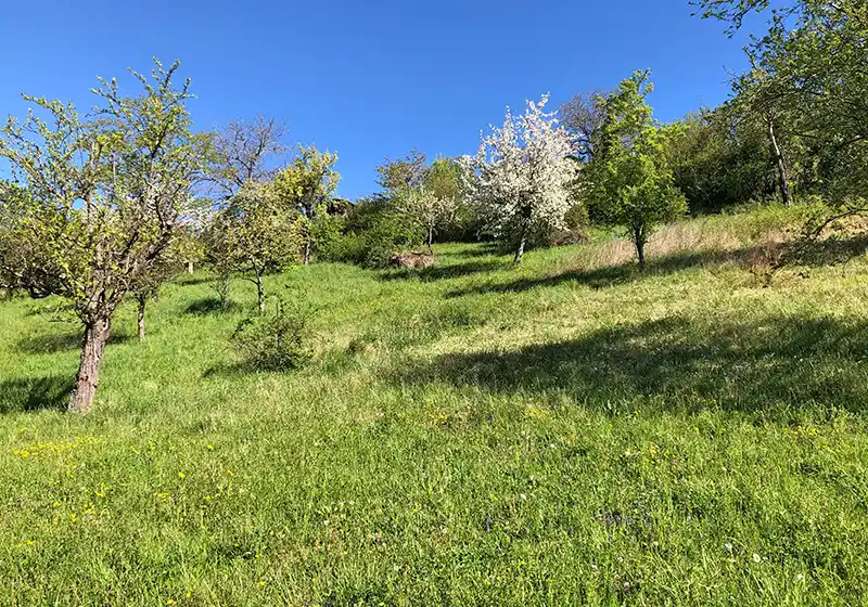 Hochstamm-Feldobstbäume 