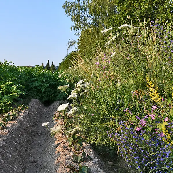 Säume auf Ackerfläche 