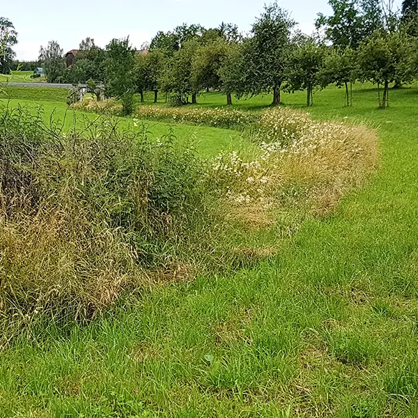 feuchten Standorten