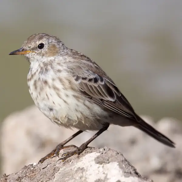 Bergpieper