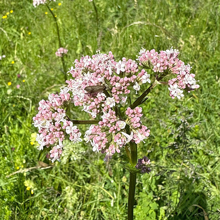 Feuchtpflanzen 