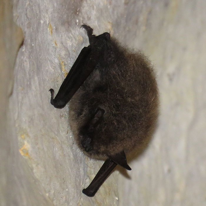 Fledermäuse