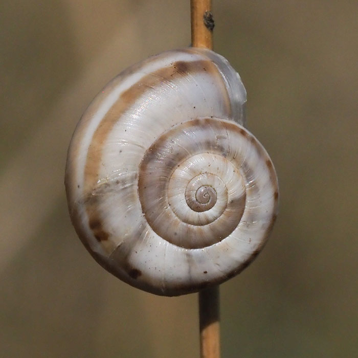 Schnecken Schnecken