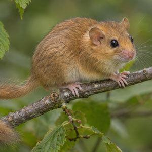 Haselmäuse