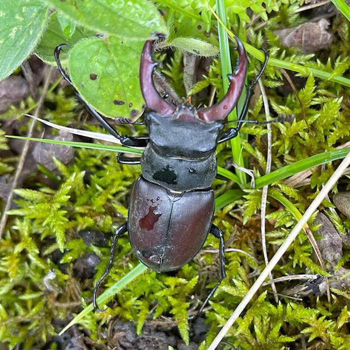 Hirschkäfer