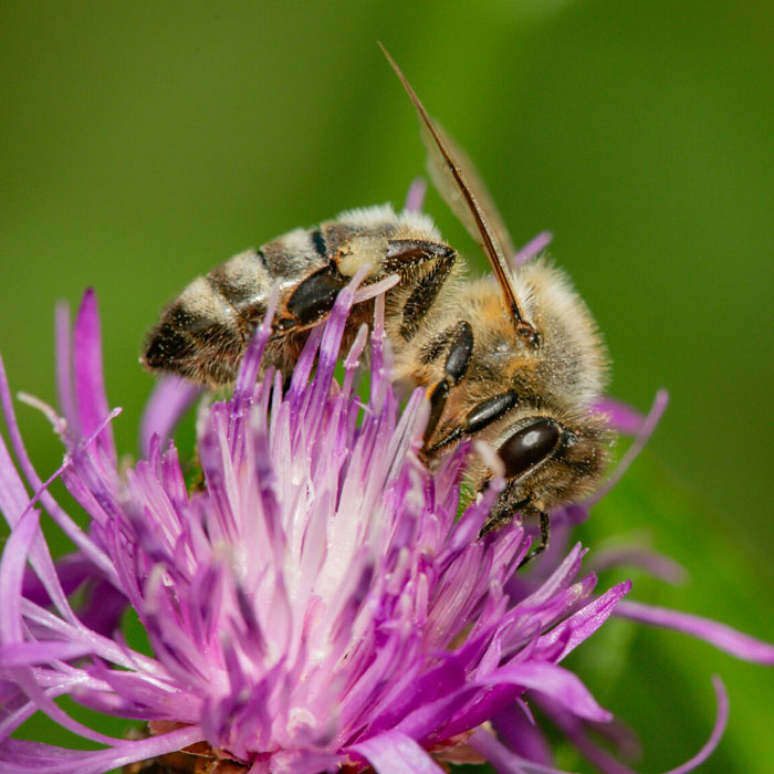 Honigbienen