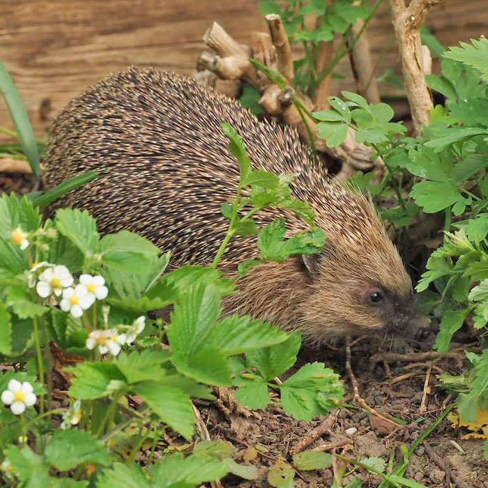 Igel Igel