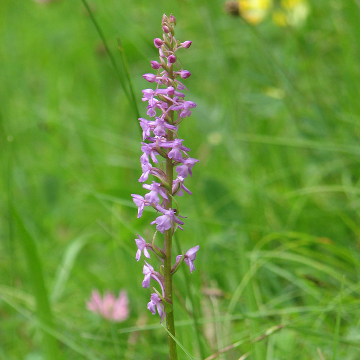 Orchideen 