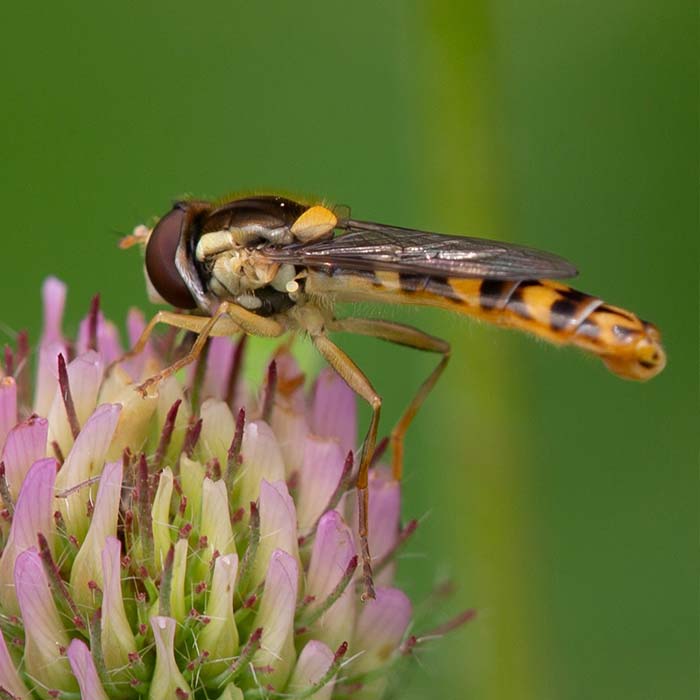 Schwebfliegen Schwebfliegen