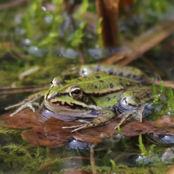 Amphibien