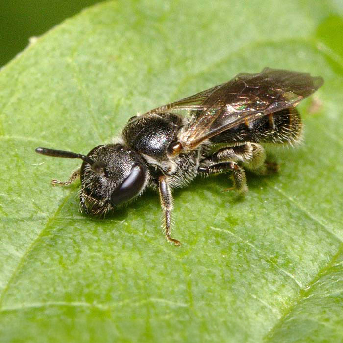 Wildbienen Wildbienen